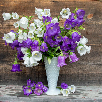 Canterbury Bells - Flowers