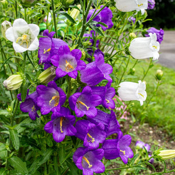 Canterbury Bells - Flowers