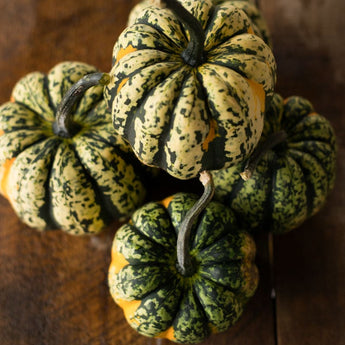 Carnival Winter Squash (F1 Hybrid 85 Days) - Vegetables