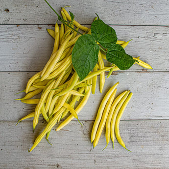 Carson Yellow Bush Bean (52 days) - Vegetables