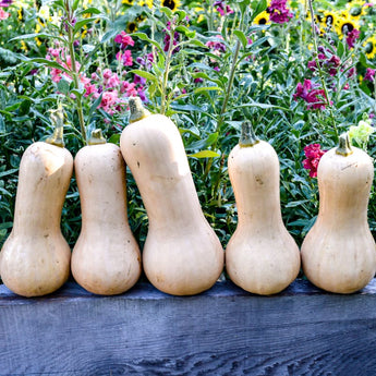 Ceres Butternut Winter Squash (F1 Hybrid 95 Days) - Vegetables