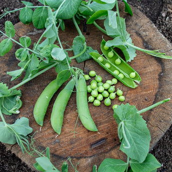 Champion of England Pea (Heirloom 70 Days) - Vegetables