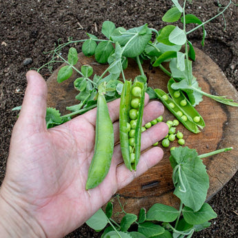 Champion of England Pea (Heirloom 70 Days) - Vegetables