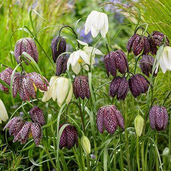 Checker Lily Mix Fritillaria