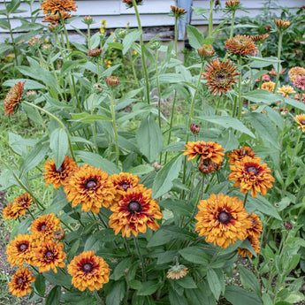 Cherokee Sunset Rudbeckia - Flowers