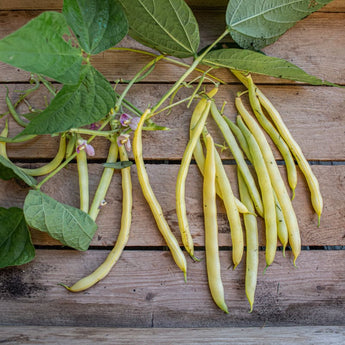 Cherokee Wax Bush Bean (55 Days) - Vegetables