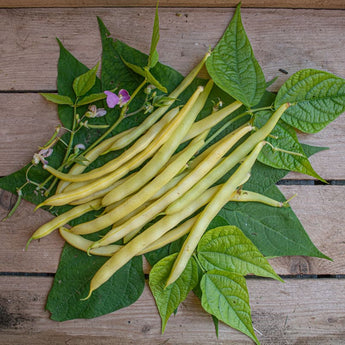 Cherokee Wax Bush Bean (55 Days) - Vegetables