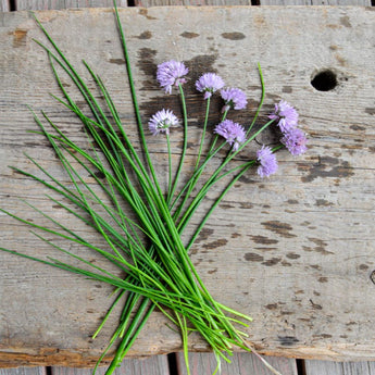 Chives - Herbs