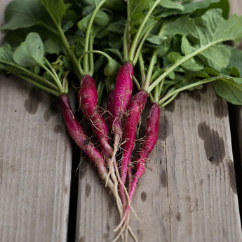 Cincinnati Market Radish (Heirloom 30 Days) - Vegetables