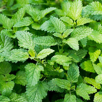 Citronella Lemon Balm - Herbs