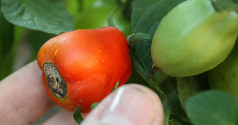 Blossom End Rot Tomato