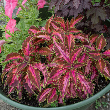 Coral Candy Premium Sun Coleus – Pinetree Garden Seeds