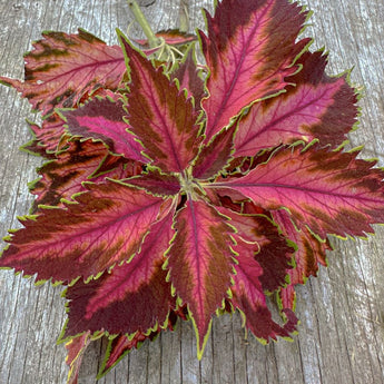 Coral Candy Premium Sun Coleus - Flowers