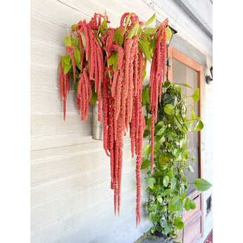 Coral Fountain Amaranth - Flowers