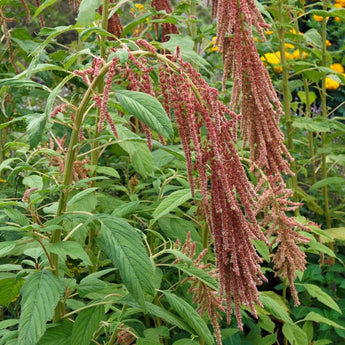 Coral Fountain Amaranth - Flowers