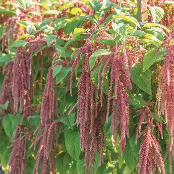 Coral Fountain Amaranth - Flowers