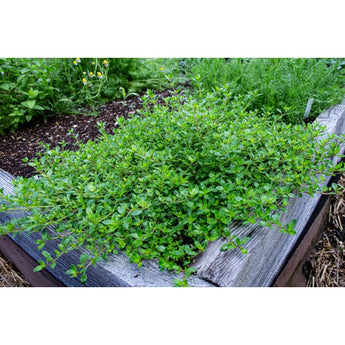 Creeping Thyme - Herbs