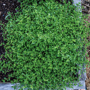 Creeping Thyme - Herbs