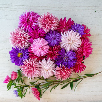 Crego Mix Aster - Flowers