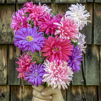 Crego Mix Aster - Flowers