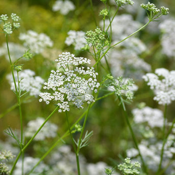 Cumin - Herbs