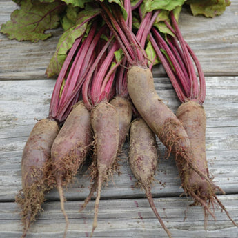 Cylindra Beet (Heirloom 58 Days) - Vegetables