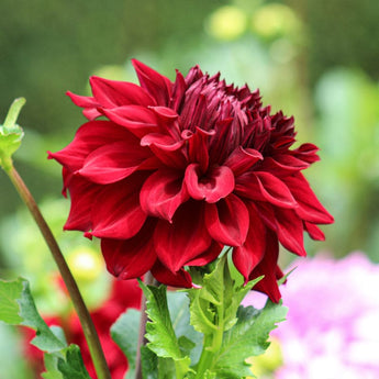 Dahlia ’Babylon Red’ - Spring