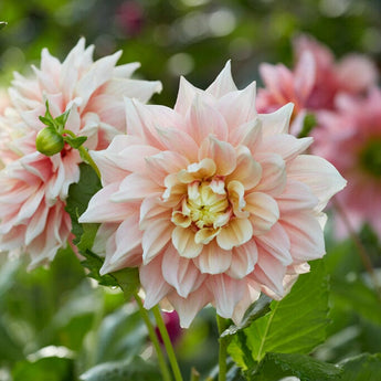 Dahlia ’Break Out’ - Spring