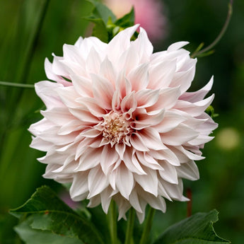 Dahlia ’Cafe Au Lait’ - Spring