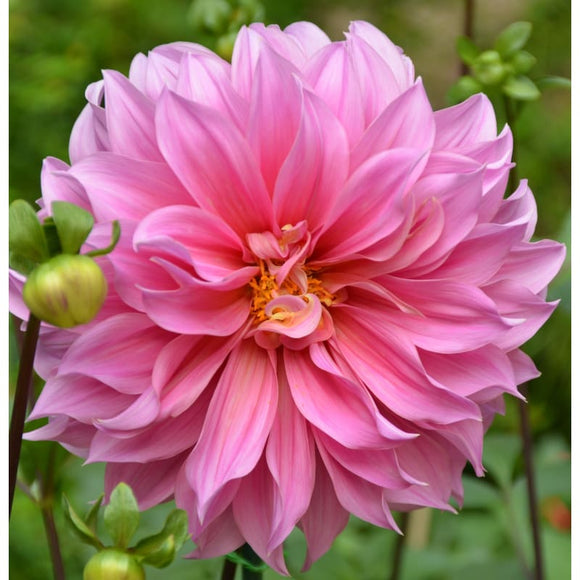 Dahlia 'Emory Paul' – Pinetree Garden Seeds