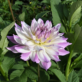 Dahlia ’Ferncliff Illusion’ - Spring