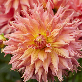 Dahlia ’Omega’ - Spring