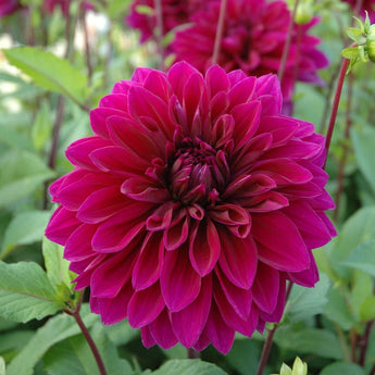 Dahlia ’Thomas Edison’ - Spring