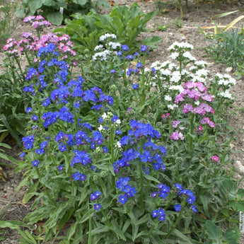 Dawn Mix Anchusa - Flowers