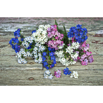 Dawn Mix Anchusa - Flowers