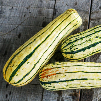 Delicata Squash (Organic Heirloom 97 Days) - Vegetables