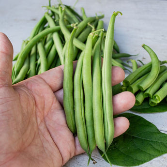 Derby Bush Bean (55 Days) - Vegetables