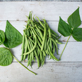 Derby Bush Bean (55 Days) - Vegetables