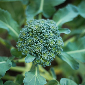 Di Cicco Broccoli (Heirloom 55-70 Days) - Vegetables