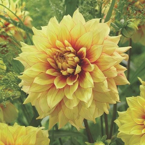 Dazzling Sun Dahlia