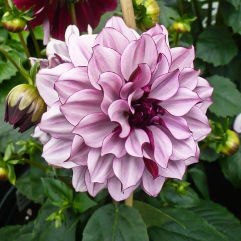 Creme de Cassis Dahlia Tuber