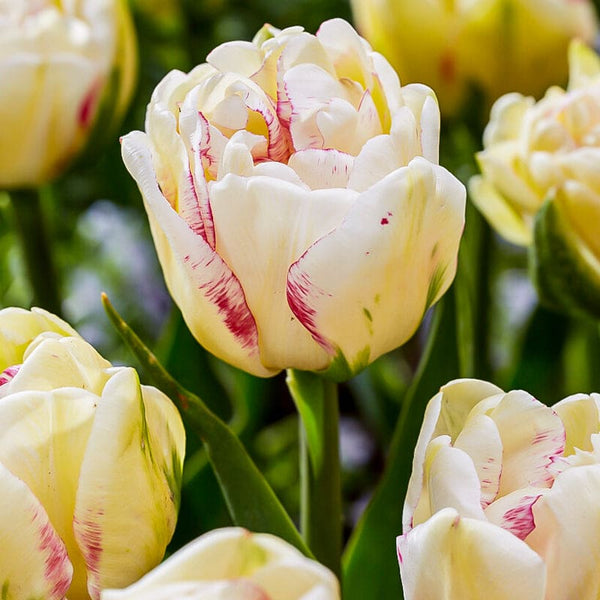 Double Shake Tulip