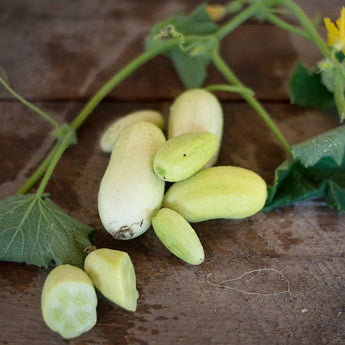 Dragon’s Egg Cucumber (Heirloom 60 Days) - Vegetables