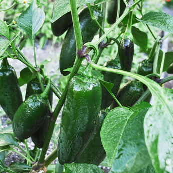 Early Jalapeño Pepper (Organic Heirloom 66 Days) - Vegetables