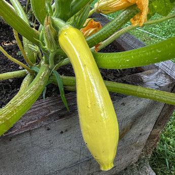 Early Prolific Straightneck Summer Squash (45 Days) - Vegetables