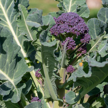 Early Purple Sprouting Broccoli (120-200 Days) Vegetables