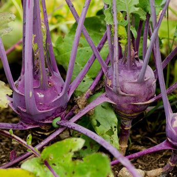 Early Purple Vienna Kohlrabi (Heirloom 60 Days) - Vegetables