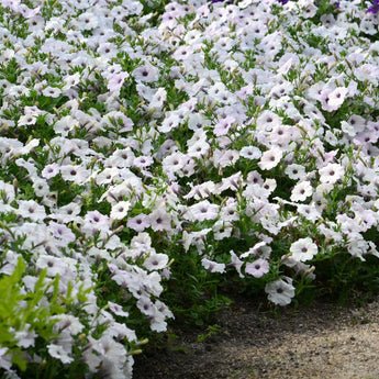 Easy Wave Silver Petunia - Flowers