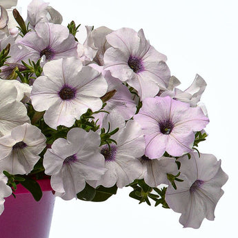 Easy Wave Silver Petunia - Flowers