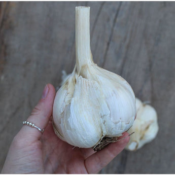 Elephant Garlic - Bulb